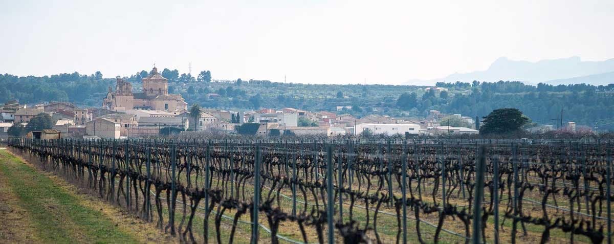 Ginestar Entre vinyes i al fons Ginestar.